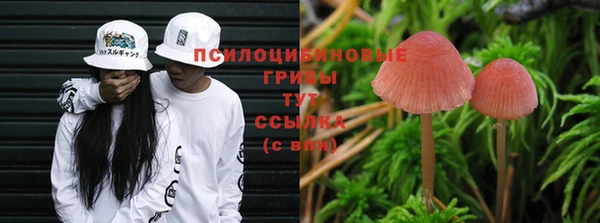 прущие грибы Алзамай
